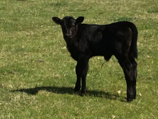 Young (male) calf