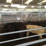 A mixed pen of yearlings