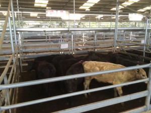 A mixed pen of yearlings