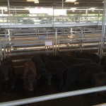 Thirteen of our yearlings