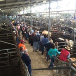 Bairnsdale store cattle sale in action