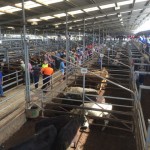 Bairnsdale store cattle sale in action